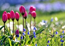 Wiosna, Ogród, Tulipany, Cebulice