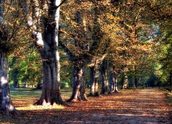 Jesień, Park, Aleja, Dęby, Opadłe, Liście