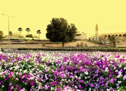 Al-Doha, Domy, Meczet, Drzewa, Skwer, Bratki