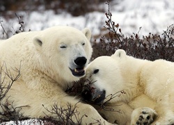 Niedźwiedzie, Polarne
