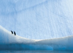 Góra Lodowa, Pingwiny