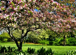 Ogród Botaniczny, Chicago, Wiosna