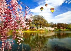 Jezioro, Balony, Kwitnące, Drzewo