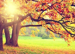 Park, Drzewa, Kolorowe, Liście, Promienie, Słońca, Jesień