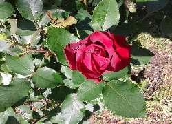 Lato, Czerwona, Róża
