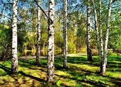 Park, Brzozy, Rzeka, Lato