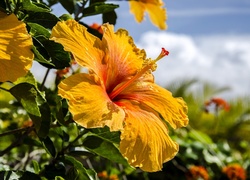 Żółty, Hibiskus