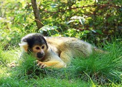 Małpka, Trawa, Squirrel