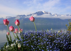 Góry, Jezioro, Tulipany, Niebieskie, Kwiaty