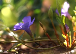 Barwinek, Niebieski, Kwiat