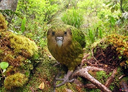 Lato, Dżungla, Kakapo