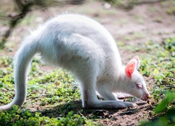 Kangur, Albinos, Las