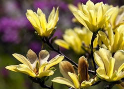 Żółta, Kwitnąca, Magnolia