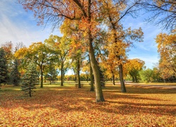 Jesień, Park, Drzewa