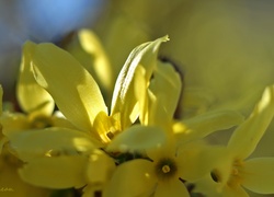 Forsycja, Żółte, Kwiaty