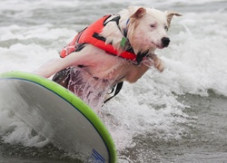 Pies, Surfing