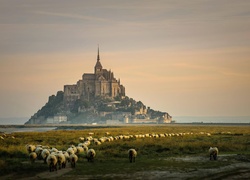 Francja, Normandia, Opactwo św. Michała Archanioła, wyspa Mont Saint-Michel, Wzgórze, Owce