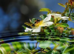 Pszczoła, Kwiaty, Woda