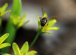 Pszczoła, Złoć Żółta, Wiosna