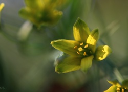 Złoć Żółta, Kwiat, Wiosna