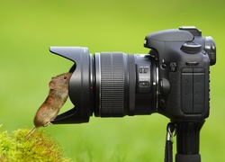 Myszka, Aparat, Fotograficzny, Krzew