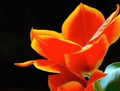 Czerwony, Tulipan, Czarne, Tło