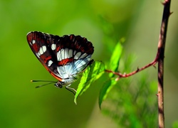 Motyl, Gałązka, Makro