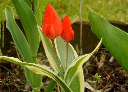 Czerwone, Tulipany