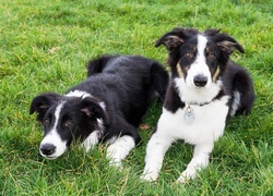 Dwa, Border Collie, Trawa