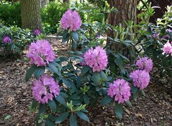 Wiosna, Park, Kwitnący, Rododendron