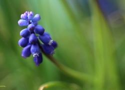 Szafirek, Niebieski, Kwiat, Wiosna