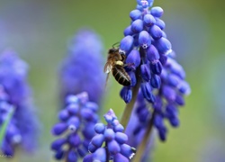 Szafirki, Niebieskie, Kwiaty, Pszczoła