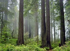 Stany Zjednoczone, Stan Kalifornia, Park Narodowy Redwood, Las, Mgła