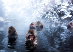 Małpki, Kąpiel, Woda, Skały