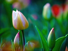 Tulipany, Pąki, Liście