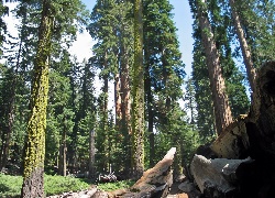 Stany Zjednoczone, Stan Kalifornia, Park Narodowy Redwood, Las, Sekwoje, Przebijające, Światło