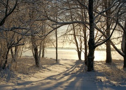 Drzewa, Śnieg, Przebijające, Światlo