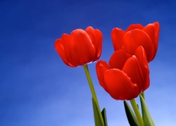 Trzy, Czerwone, Tulipany, Błękit, Nieba