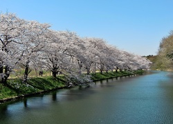 Fukuokazeki, Sakura, Park, Rzeka, Kwitnące, Wiśnie, Spacerowicze