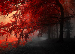 Jesień, Drzewa, Czerwony, Szary
