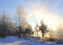 Las, Śnieg, Promienie Słońca