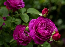 Róża Heidi Klum, Pąki