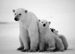 Niedzwiedzie, Polarne, Mama, Dwa, Małe