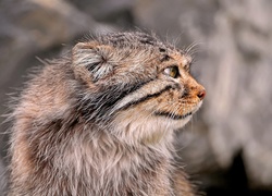 Manul, Zbliżenie