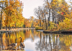 Park, Staw, Drzewa, Gęsi