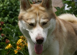 Siberian Husky