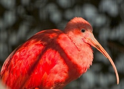 Ibis