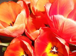 Pomarańczowe, Tulipany, Bukiet