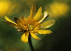 Ziarnopłon Wiosenny, Kwiat, Żółty