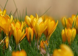 Żółte, Krokusy, Wiosna